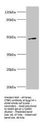 CTBP1 Antibody