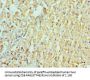 ADAM9 Antibody