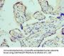 ADAM9 Antibody
