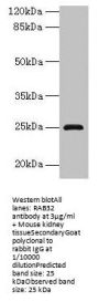 RAB32 Antibody