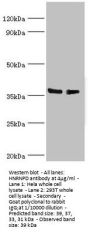 HNRNPD Antibody