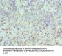 HNRNPD Antibody