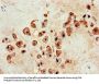 DOC2B Antibody