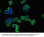 DOC2B Antibody