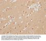 ELAVL3 Antibody