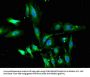 WTAP Antibody