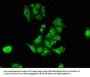 RPS6KA1 Antibody
