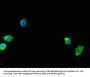 SEC23A Antibody