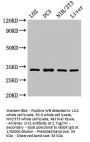 SIX1 Antibody