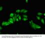 TRIP4 Antibody