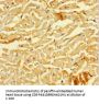 SMAD1 Antibody