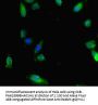 SMAD1 Antibody