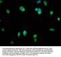 SMAD1 Antibody