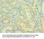 NTRK2 Antibody