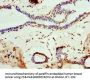 MOG Antibody