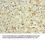 MOG Antibody