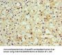MOG Antibody