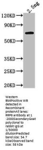 RRP6 Antibody
