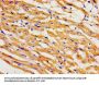 KCNH2 Antibody