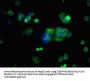 KCNH2 Antibody