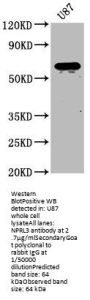 NPRL3 Antibody