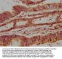 NPRL3 Antibody