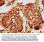 DUSP4 Antibody