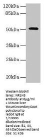 NR1H3 Antibody