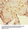 NR1H3 Antibody