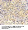 NR1H3 Antibody