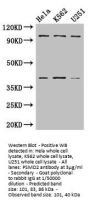 PSMD2 Antibody