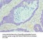 MAD2L1 Antibody