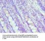 MAD2L1 Antibody