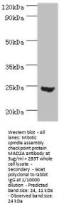 MAD2L1 Antibody