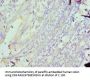 MAD2L1 Antibody