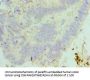 MAD2L1 Antibody