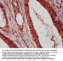 MAD2L1 Antibody