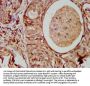 MAD2L1 Antibody
