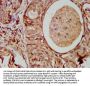 MAD2L1 Antibody