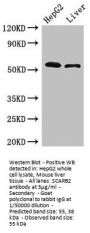 SCARB2 Antibody