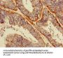 SCARB2 Antibody