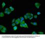 SCARB2 Antibody