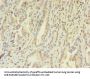 FGL2 Antibody