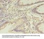 FGL2 Antibody