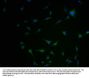 KCNJ12 Antibody