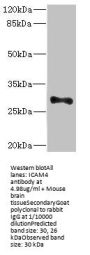 ICAM4 Antibody