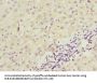 ICAM4 Antibody