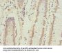 ICAM4 Antibody