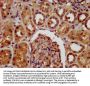 KIF22 Antibody