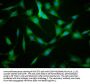 KIF22 Antibody